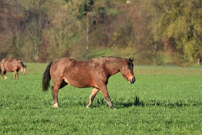 Side view of horse on field