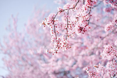 Close-up of pink cherry blossom