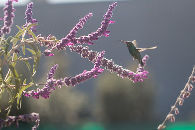 Birds flying over pink flowers