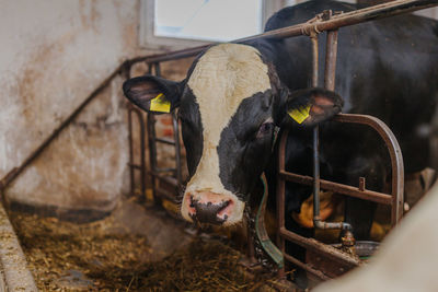 Cow standing in a horse