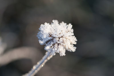 Close-up of frozen plant