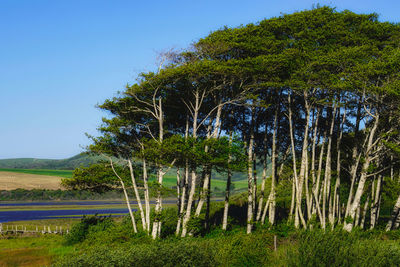 Scenic view of lake against clear sky