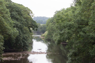 River amidst trees in forest against clear sky