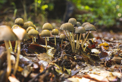 Close-up of mushrooms growing in forest