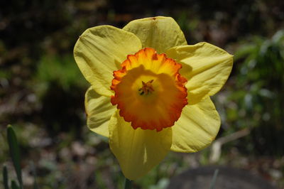 Close-up of daisy flower