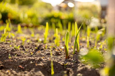 Seedlings growing up from fertile soil in the farmer's garden, morning sun shines. ecology