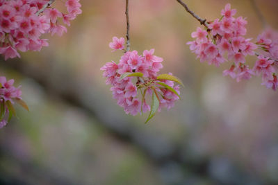 Close-up of pink cherry blossoms in spring