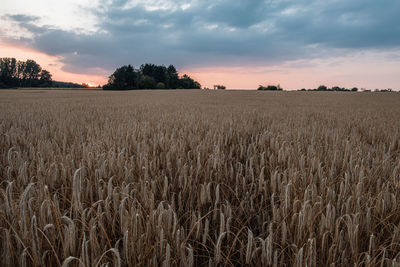 Scenic view of field against sky during sunset