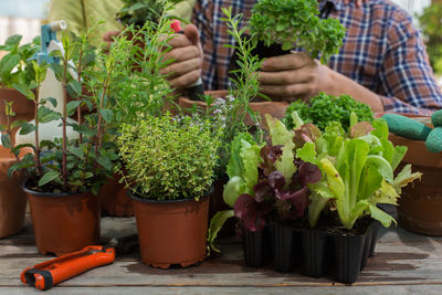 Potted plant on table