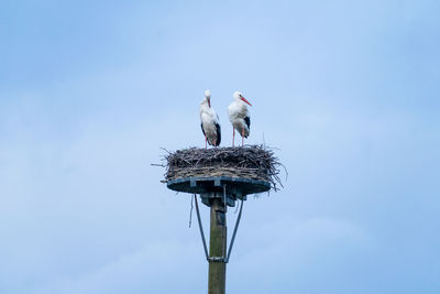 Low angle view of birds perching on nest