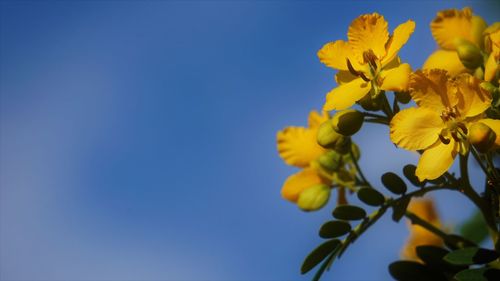 Low angle view of yellow flowering plant against clear blue sky