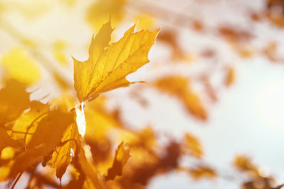 Close-up of yellow maple leaves