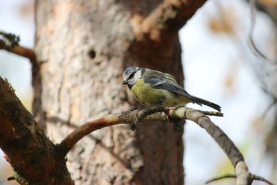 Close-up of bird perching on branch