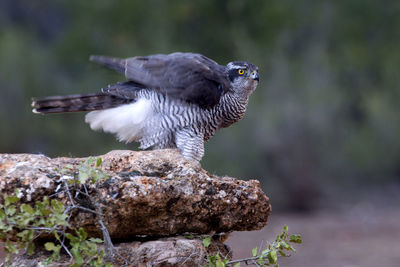 Close-up of bird perching on rock