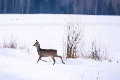 Horse on snow covered field