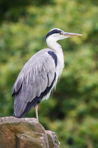 Close-up of gray heron perching on rock