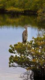 Bird perching on a lake