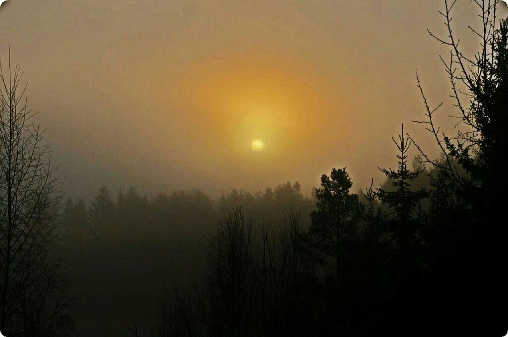 sunset, tranquility, tranquil scene, scenics, silhouette, tree, beauty in nature, sun, nature, sky, idyllic, landscape, bare tree, fog, non-urban scene, orange color, branch, dark, outdoors, dusk