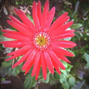 Close-up of wet red flower