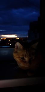 Close-up portrait of a cat