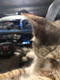 Close-up of a cat
