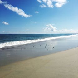 Seagull flying over beach