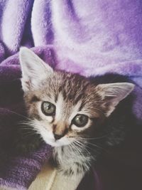 Close-up portrait of cat