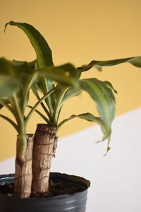 Close-up of small potted plant