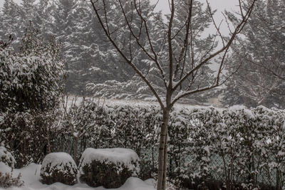 Trees and plants during winter