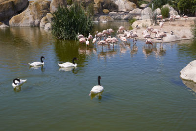 Swans swimming in lake