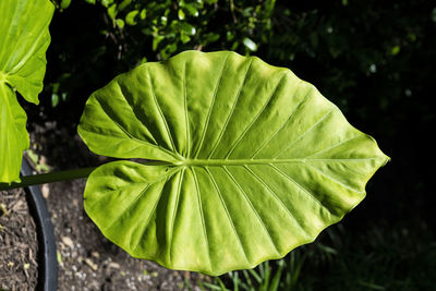 High angle view of fresh green leaf