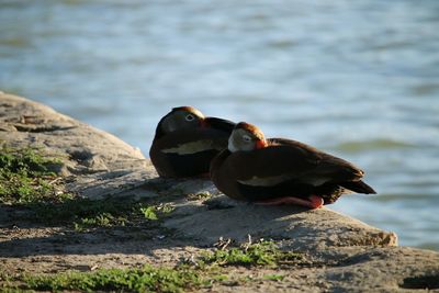 Bird on rock by lake