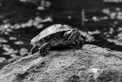 Close-up of turtle on rock by water