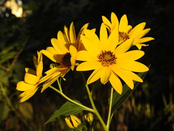 Close-up of yellow flower blooming outdoors