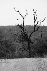 Bare tree on landscape against clear sky