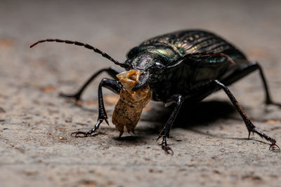 Close-up of insect