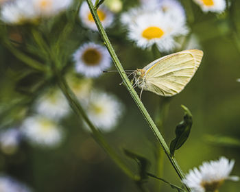 Close-up of butterfly on plant