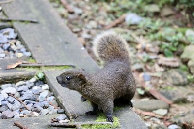 High angle view of squirrel on rock