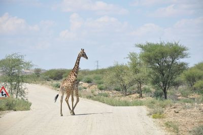 View of horse on road by trees against sky