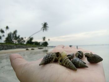 Close-up of hand holding object against blurred background