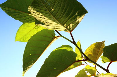 Low angle view of leaves against clear sky