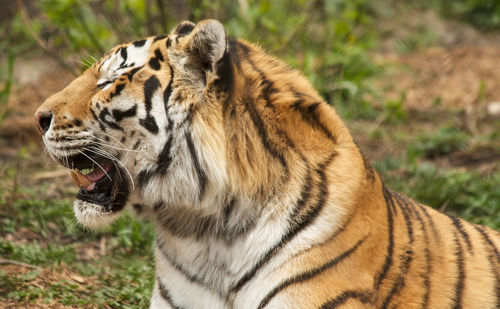 Close-up of tiger resting on field