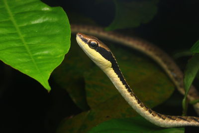 Close-up of lizard on leaves