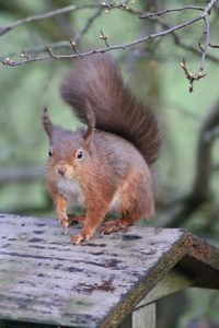 Close-up of squirrel on tree