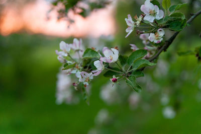 Close-up of pink cherry blossoms