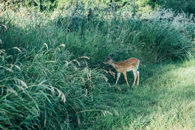 Cow standing on field