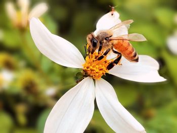 Close-up of bee pollinating on flower