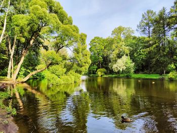 Scenic view of lake by trees in forest against sky