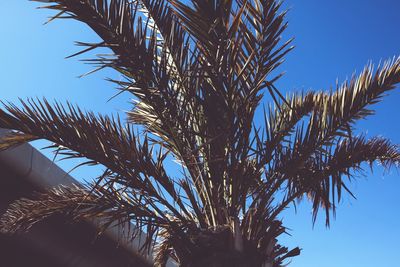 Low angle view of palm tree against clear blue sky