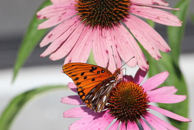 Close-up of butterfly pollinating on pink flower